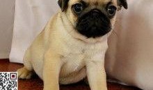 巴哥最新爆料视频播放量,揭秘背后惊人真相！